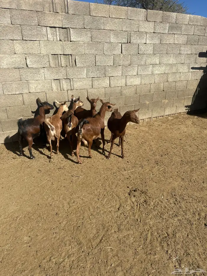 6 من المعزاء جم مراح واحد قرايب ولاده 0