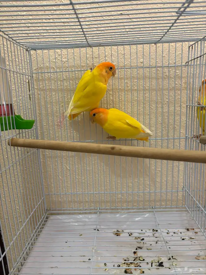 روز رد اوبلاين اورنج منتج 1