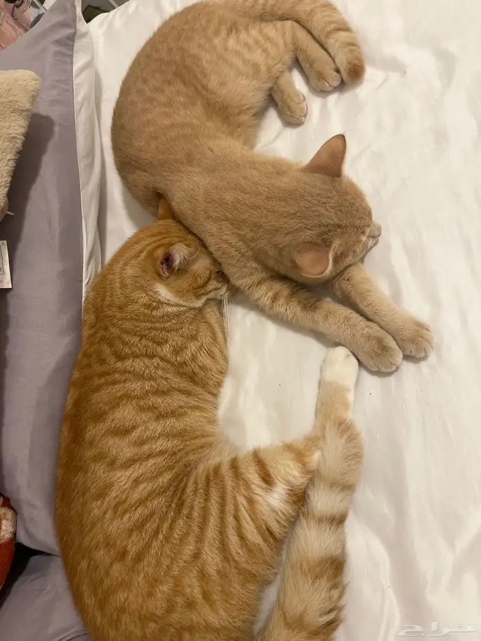 قطط للتبني 3