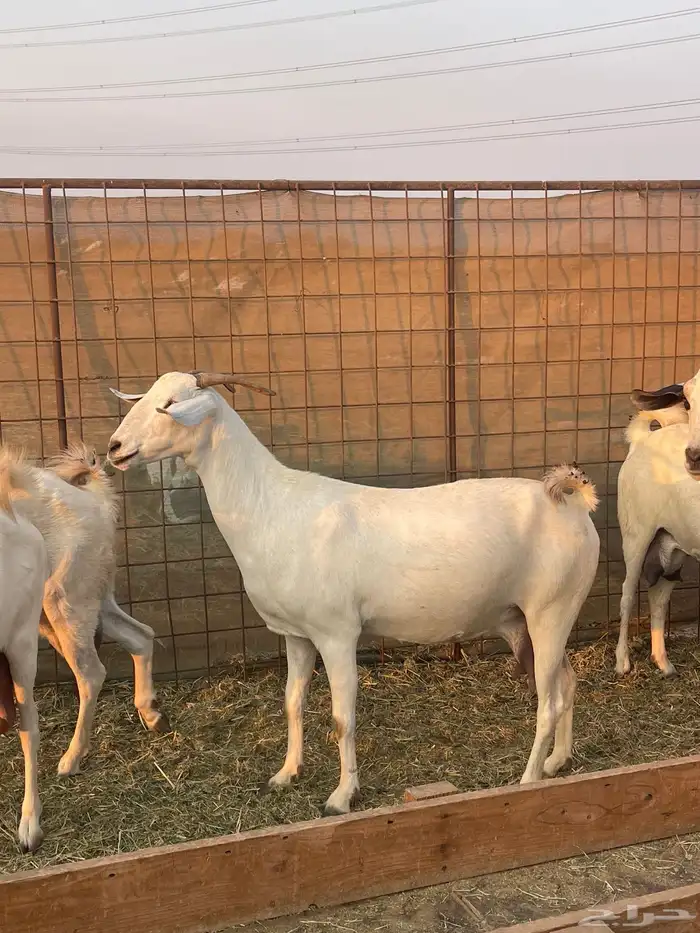 معزا بيشيات صنف ولد شي فاخررر من الاخر منوة القاني تم البيع 2