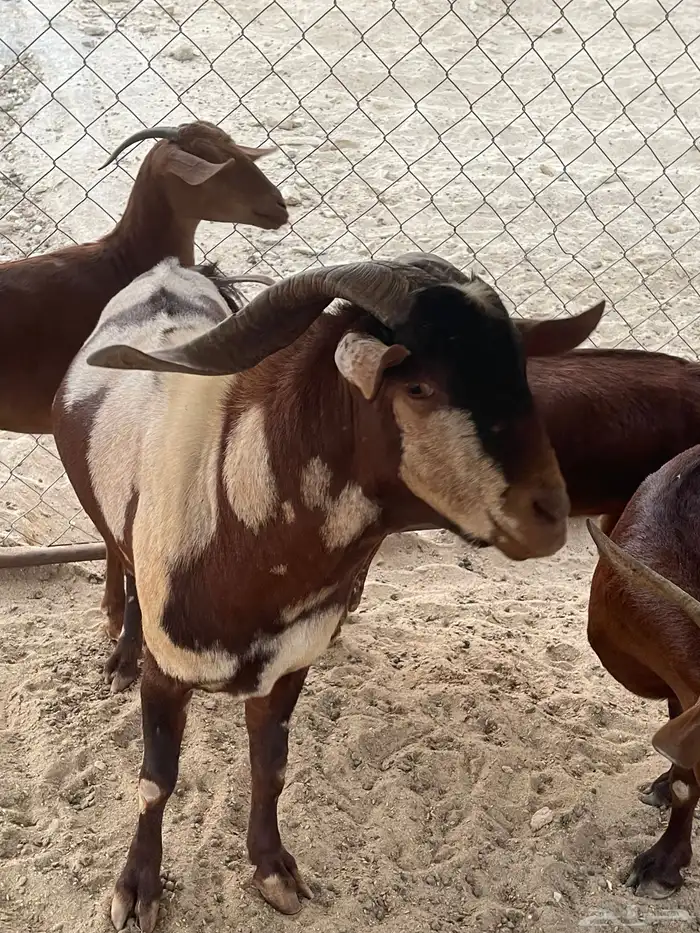 الموقع (ثلوث المنظر) 0