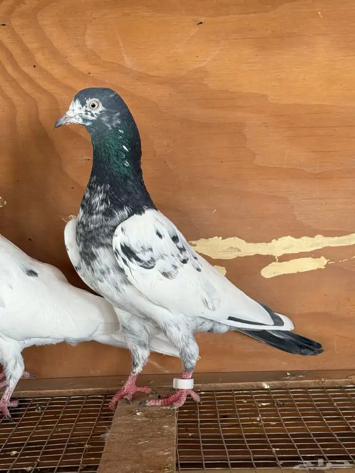 حمام تيدي بيور 0