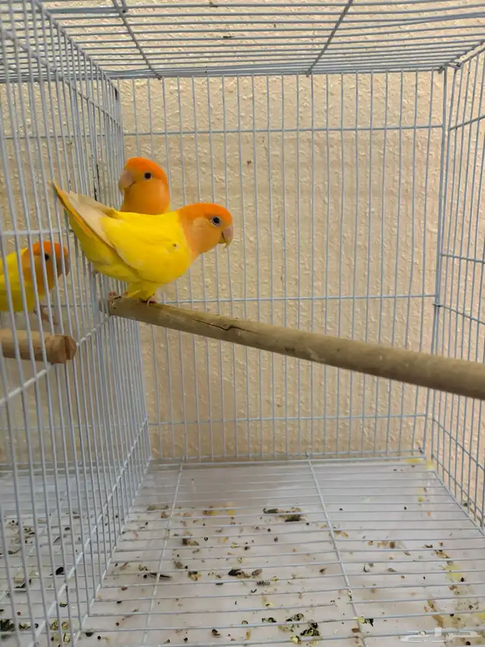 روز رد اوبلاين اورنج منتج 5