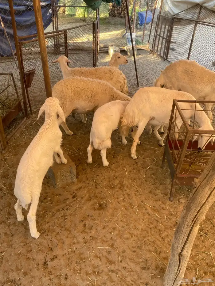 ضان متابيع 2