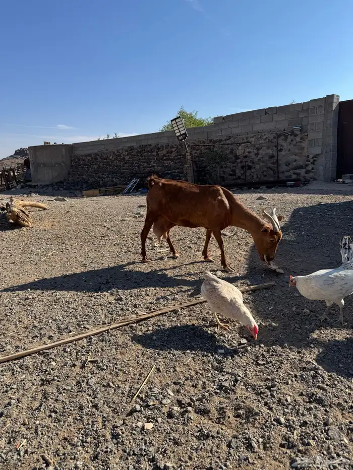 عنزين جنوبيات 2