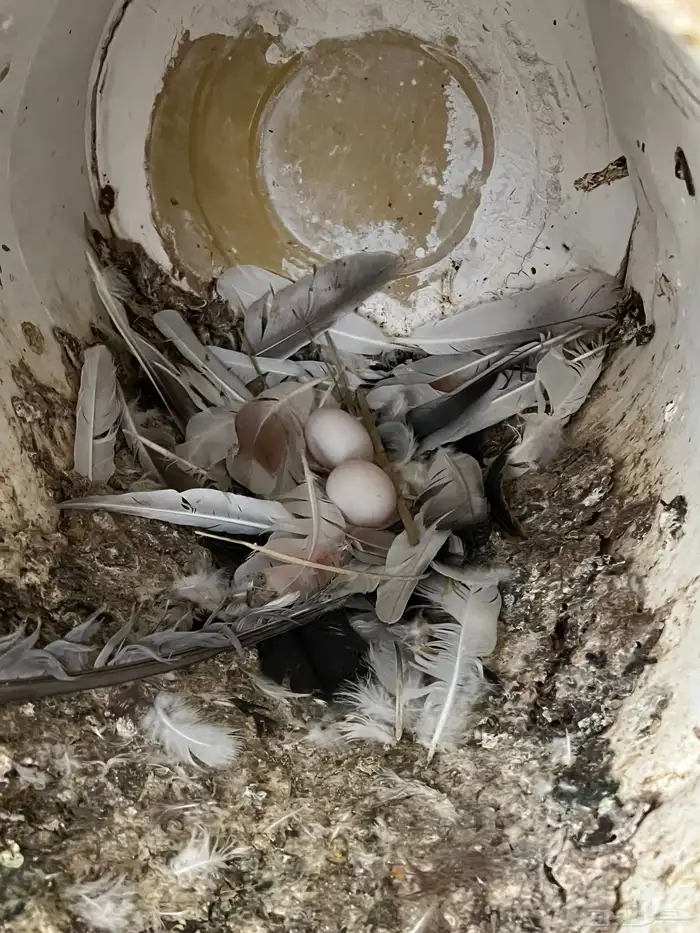 عشة حمام كامله للبيع 11