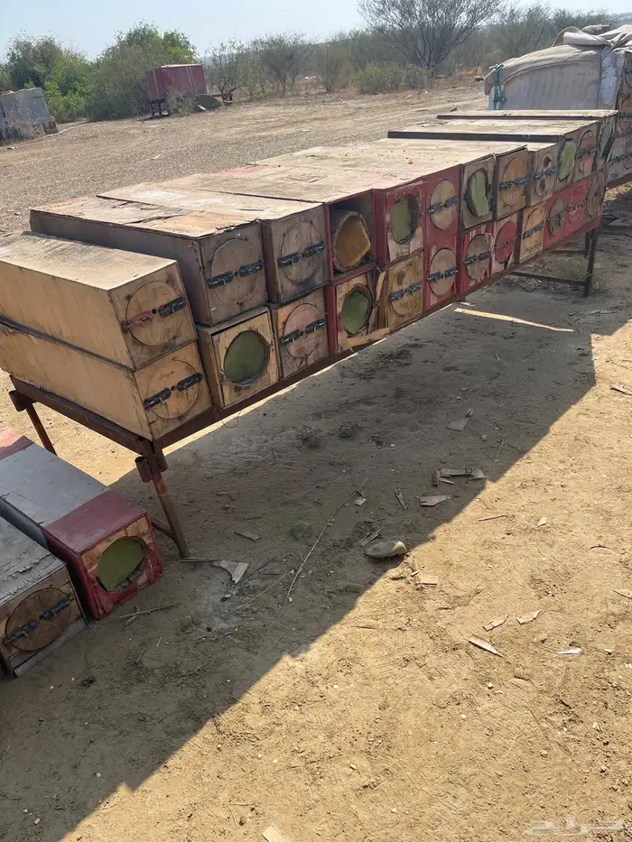 جبوح محايلي فاضي للبيع 15