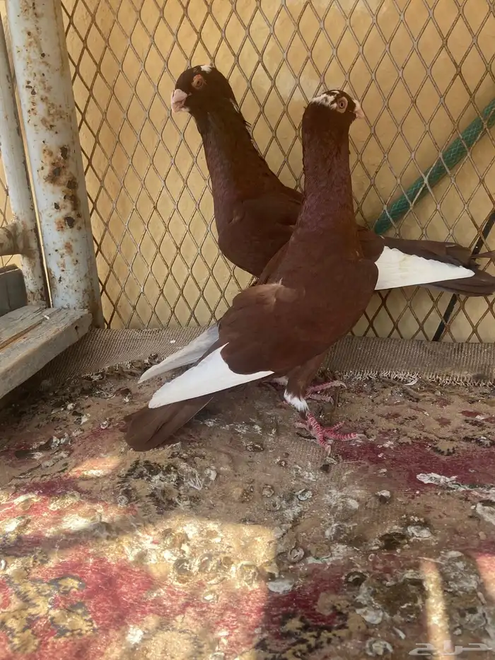 حمام مسويد حمر 0