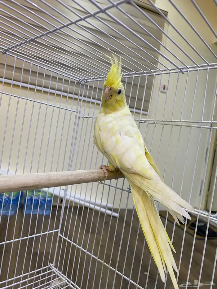 كروان للبيع 0