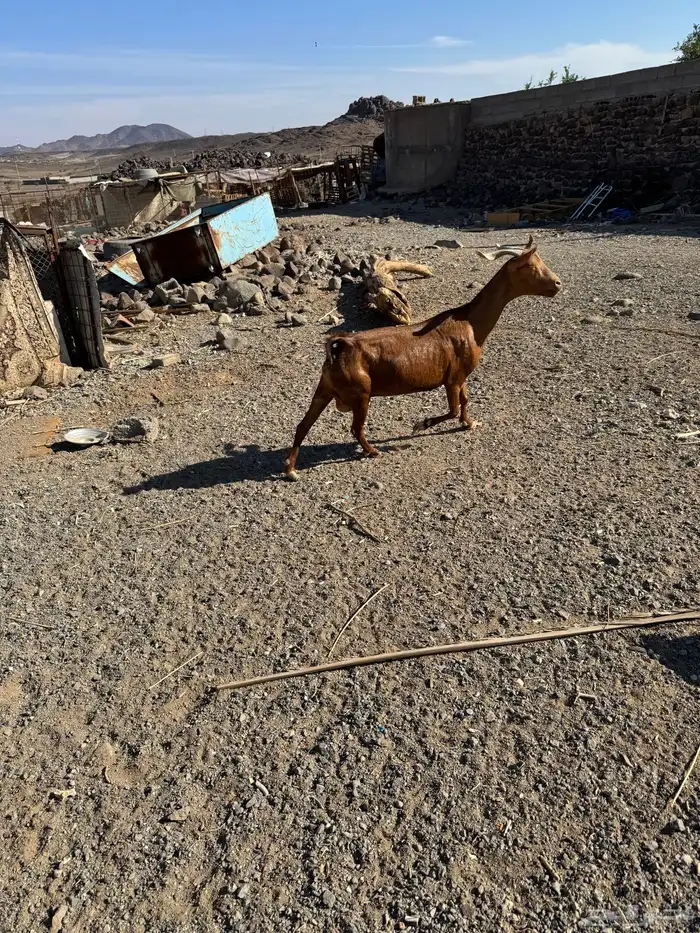 عنزين جنوبيات 6