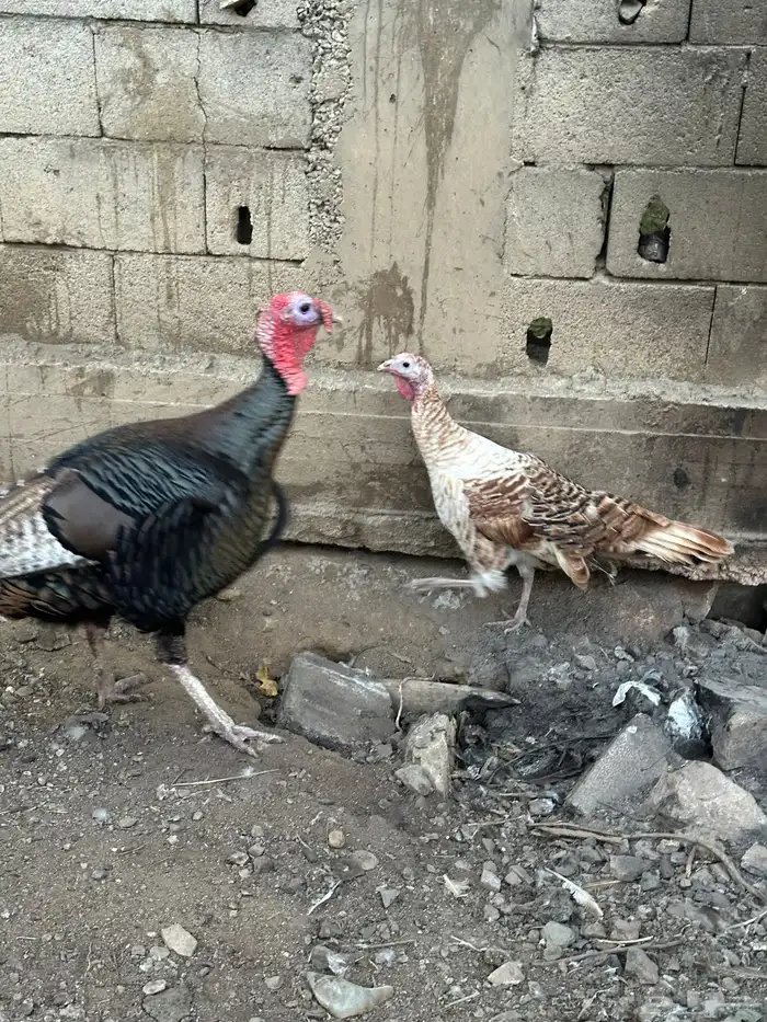 زوج رومي والإنتاج تبعهم 1