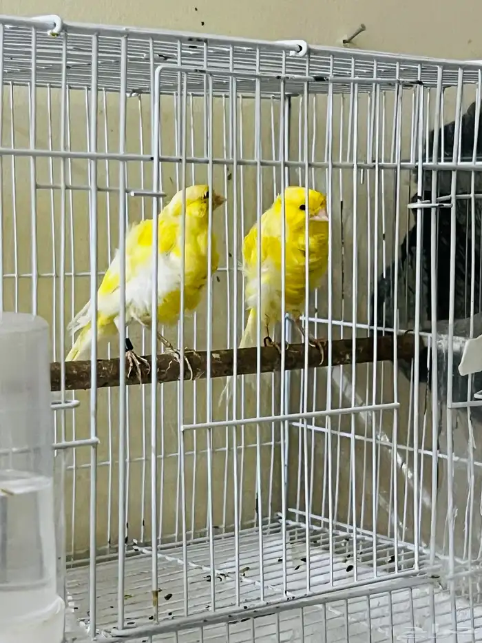 جوز كناري مفتل جاهز 3