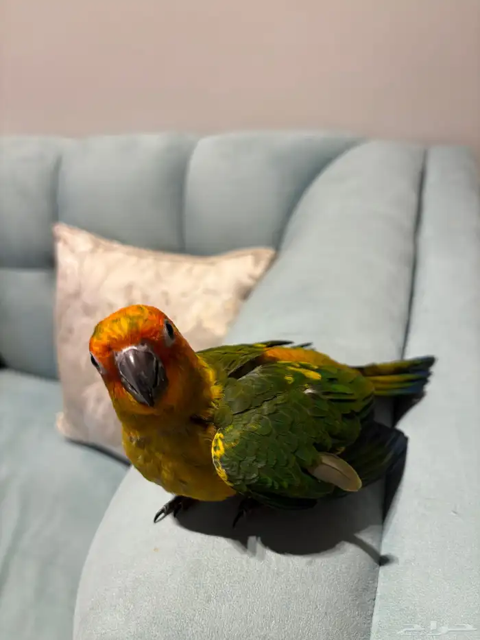 فرخ صن كنيور نهاية غر 3