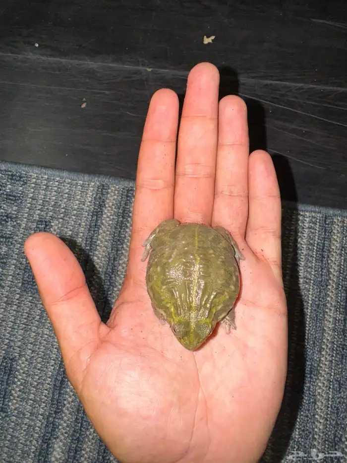 ضفدع البول فروق اكبر الضفادع فالعالم  يوجد زواحف اخرى 0