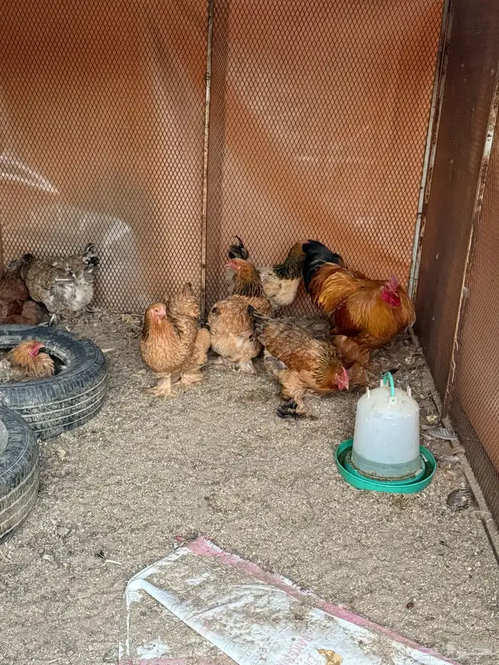 دجاج براهما 3