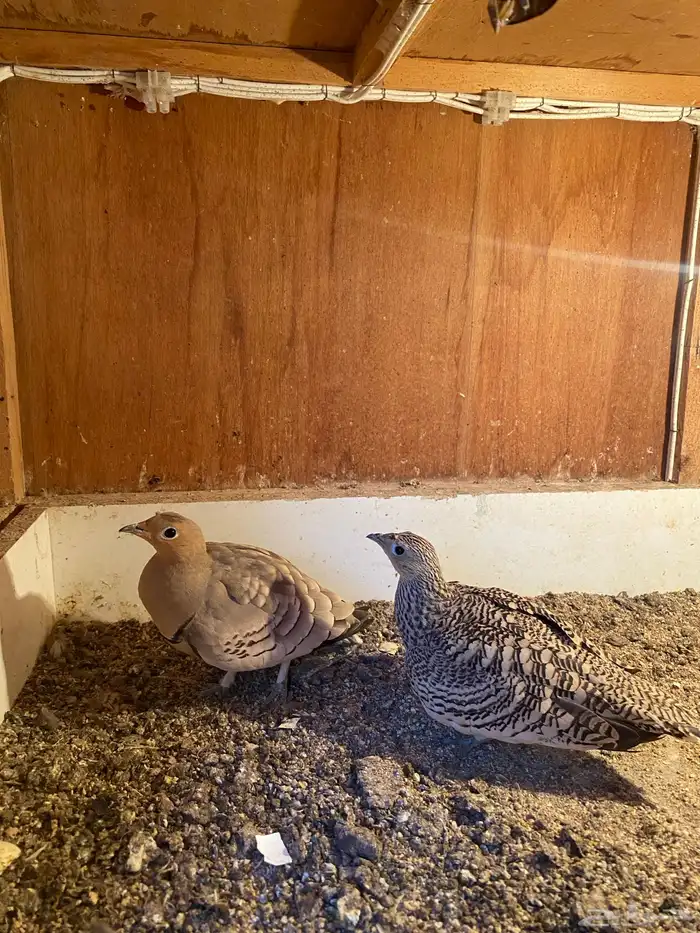 قطا او كدري للبيع 0