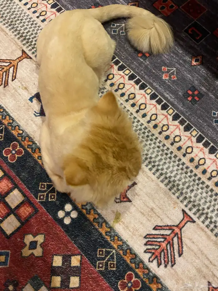 ذكر للتزاوج 0