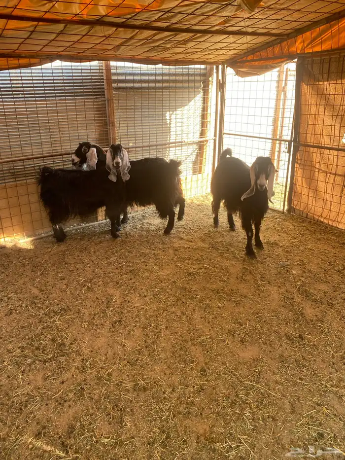 ماعز عارضيات 3 0