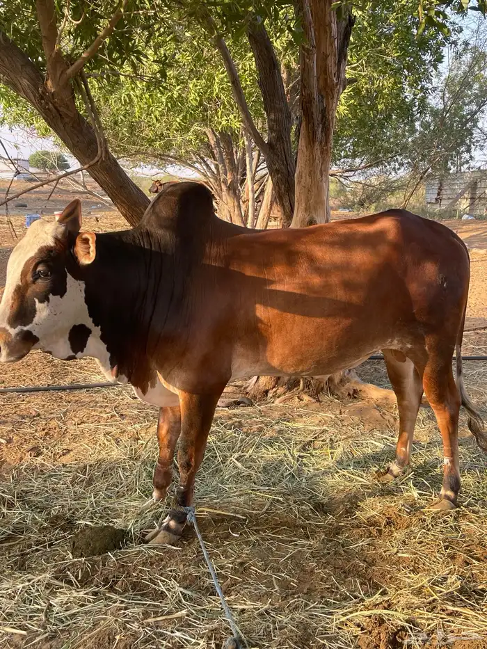 جنوب صامطه 0