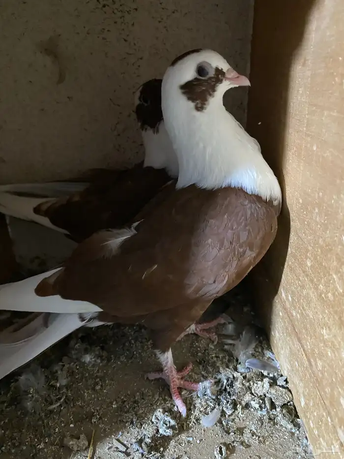 حمام نجفي - لبناني 4