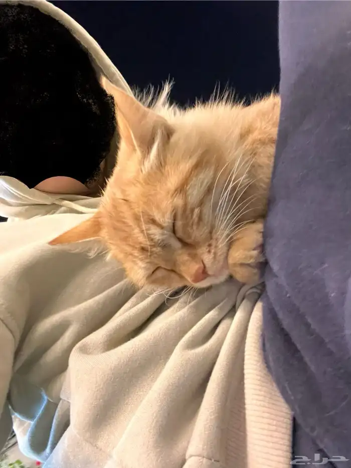 قط برتقالي على السوم 1