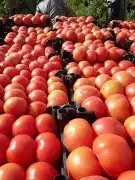 فرصة استثمار واعدة للجادين 1