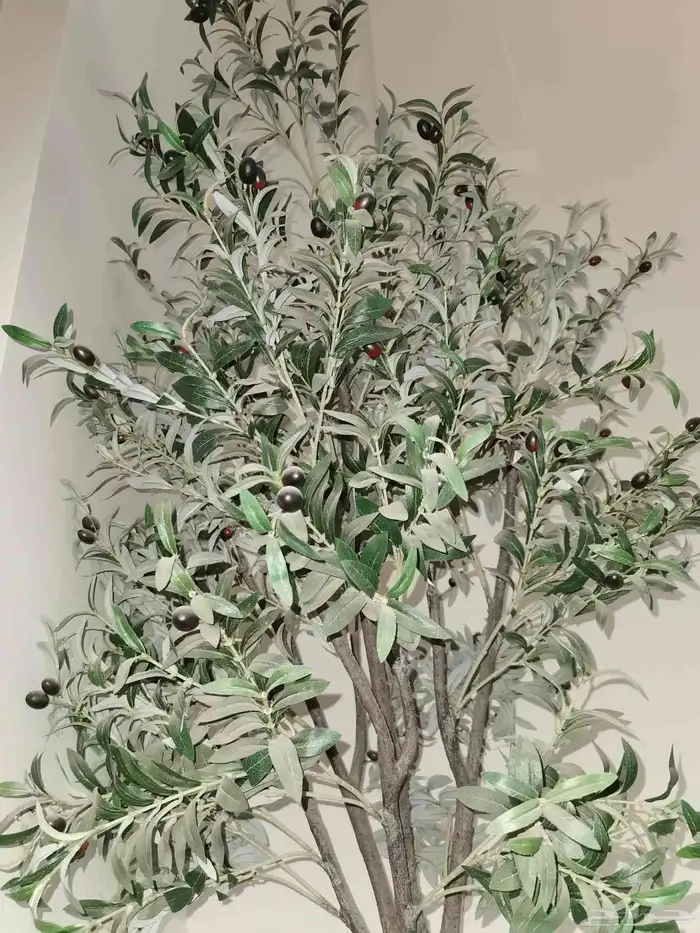 شجرة شبه طبيعي مثمر عنب 1