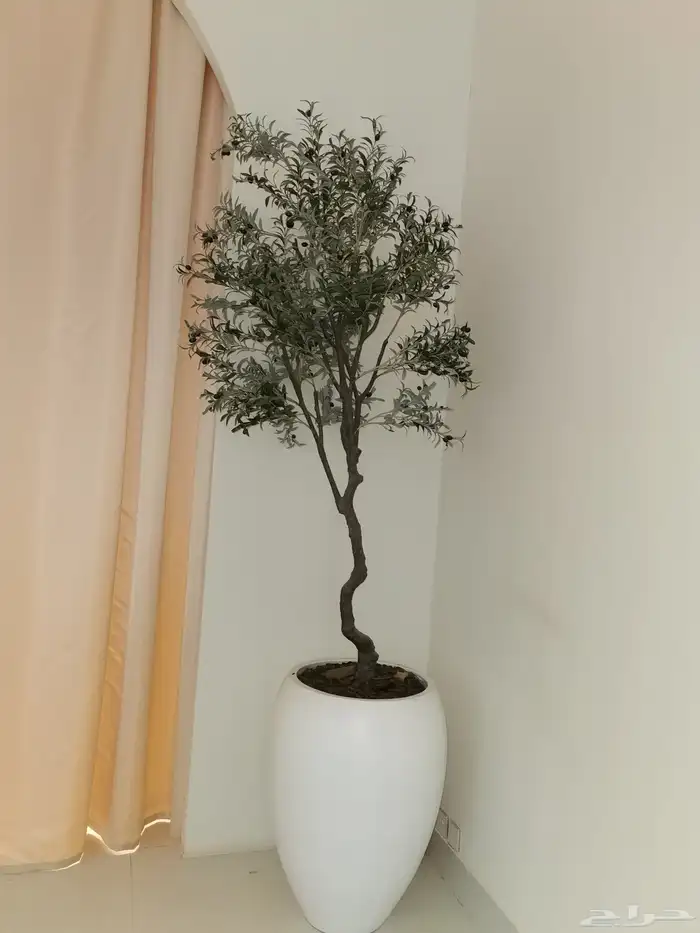 شجرة شبه طبيعي مثمر عنب 0