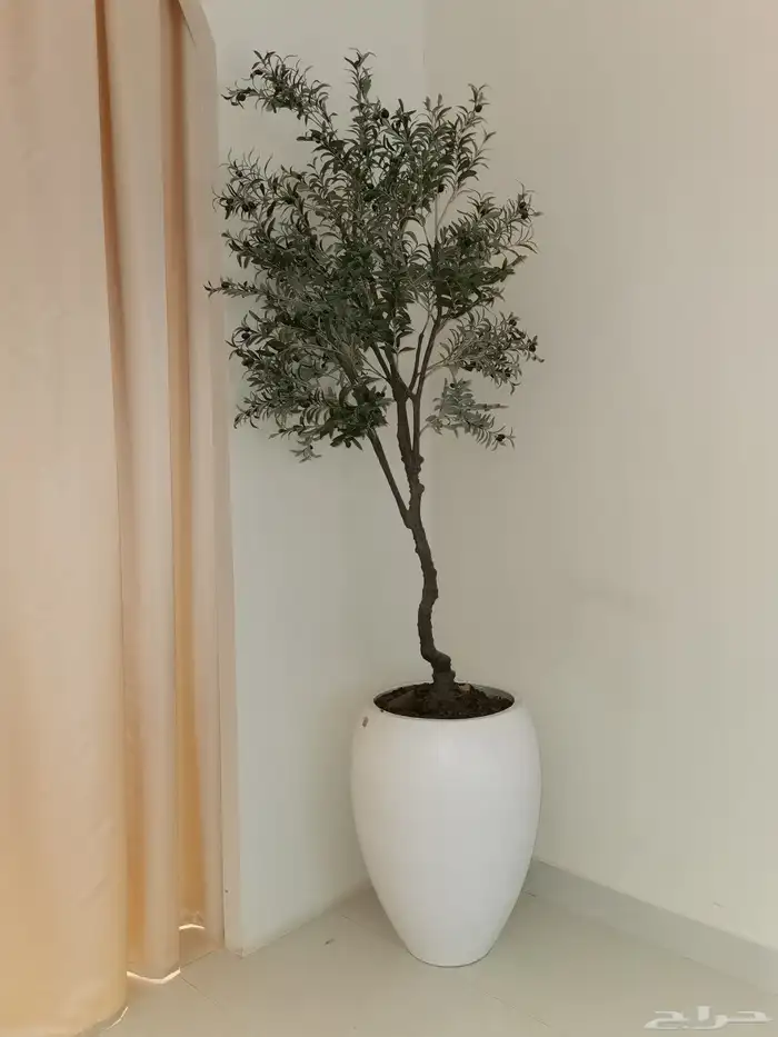 شجرة شبه طبيعي مثمر عنب 2