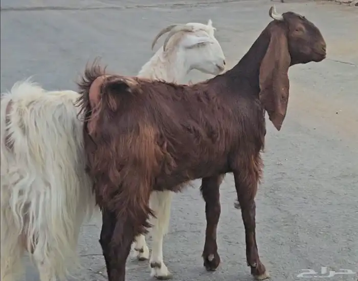 3 معزا مشاريك فواخر اشباب دفيع فوق 3 شهور متاومة فحص سونار 4