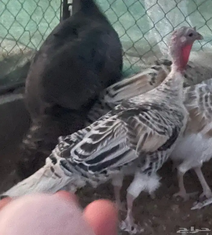 ديكة ودجاجة رومي 0