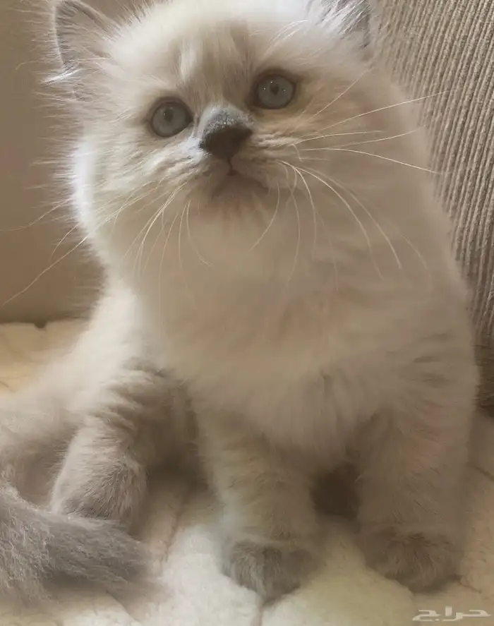 كتن هملايا للبيع 0