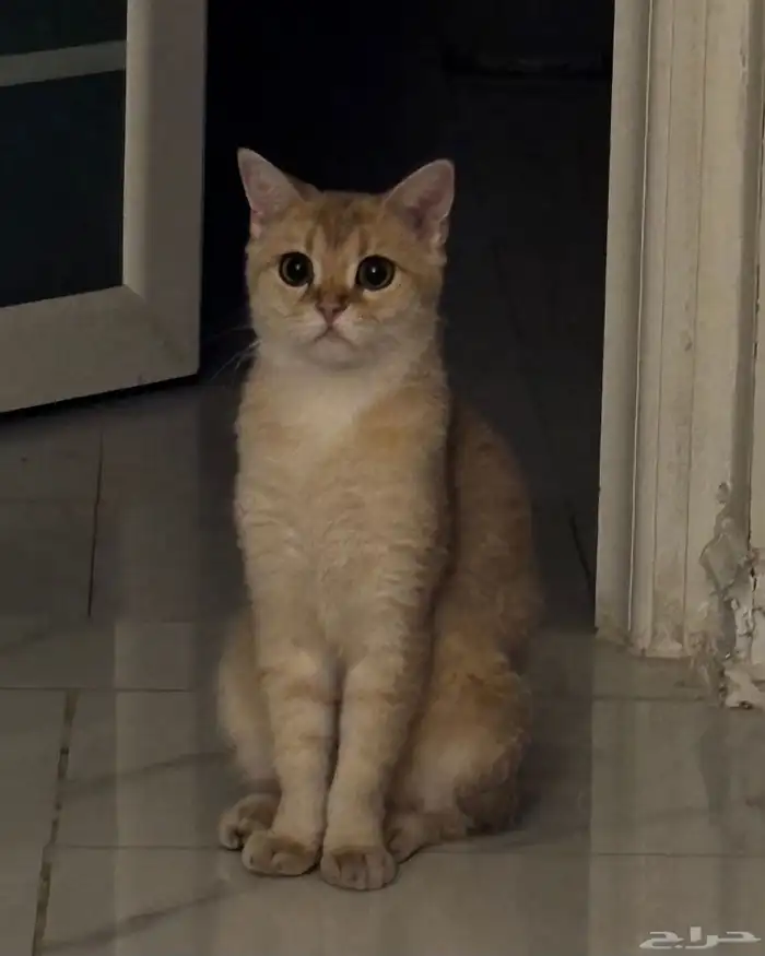 قطه للتبني 0