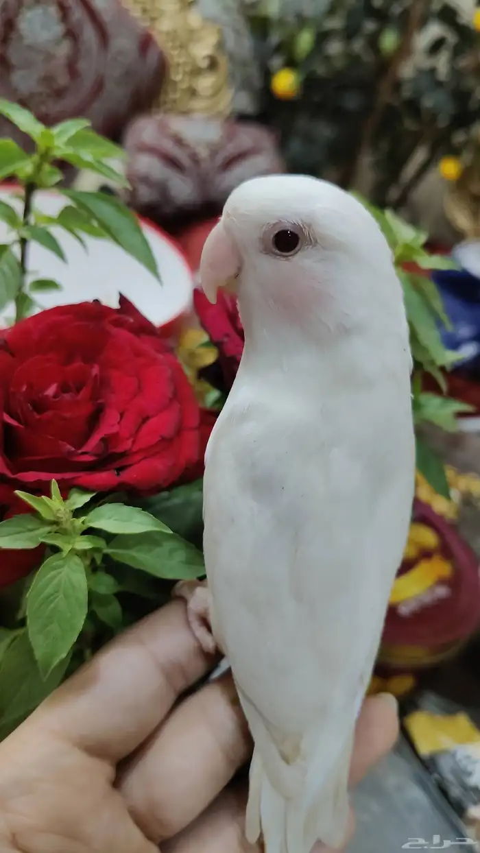 أجمل ببغاء روز أبيض صافي عيون حمرا أليف 1