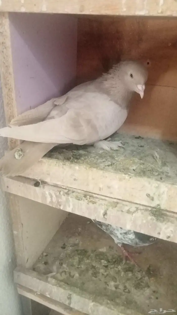 للبيع زوج تركي نادر 6