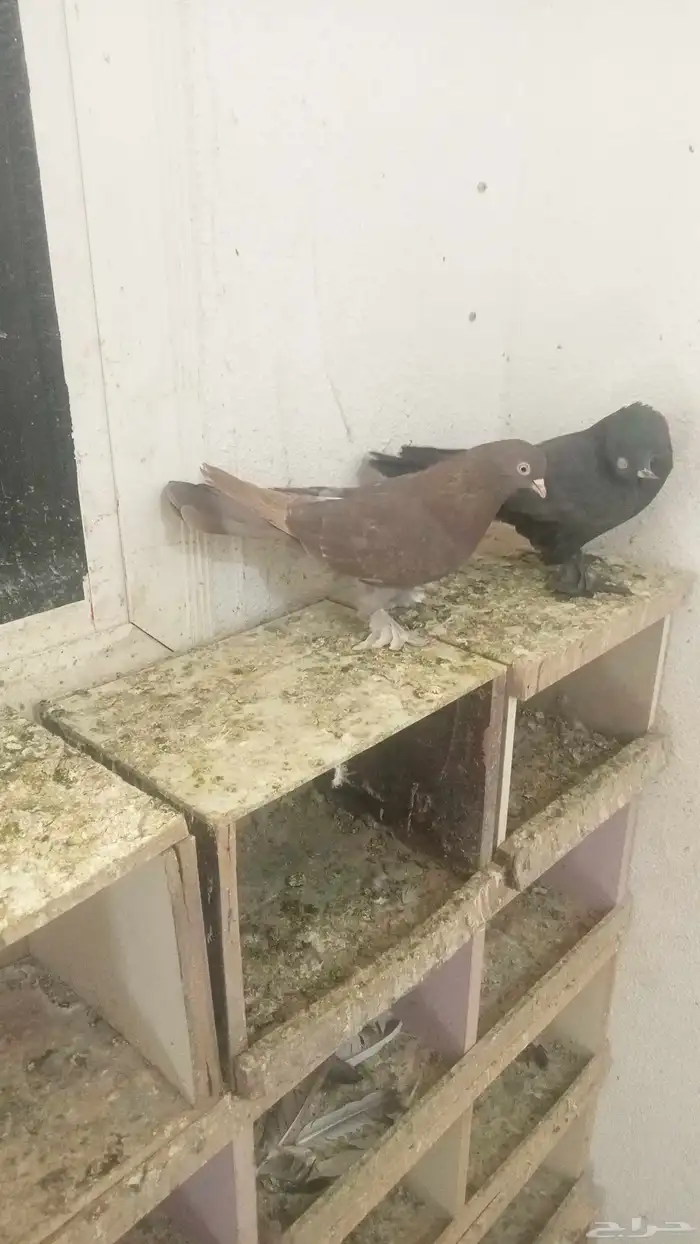 للبيع زوج تركي نادر 1