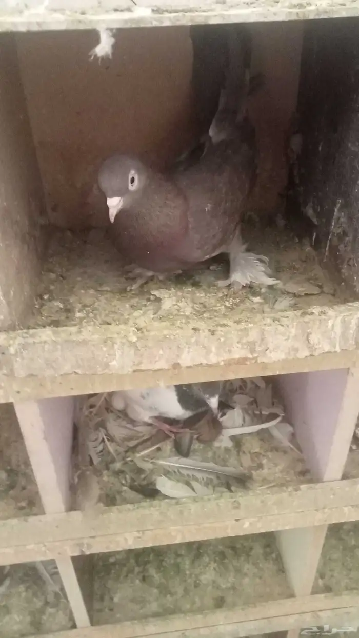 للبيع زوج تركي نادر 2