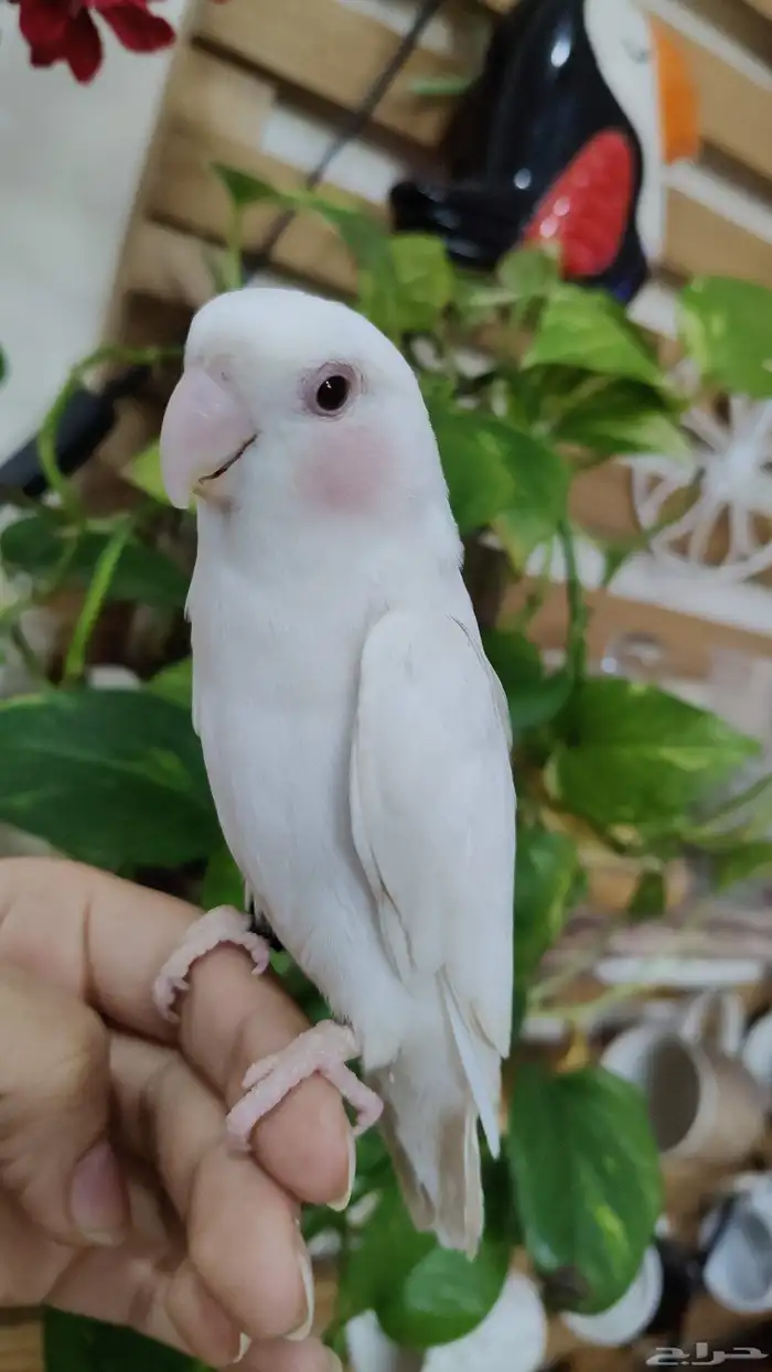 أجمل ببغاء روز أبيض صافي عيون حمرا أليف 0