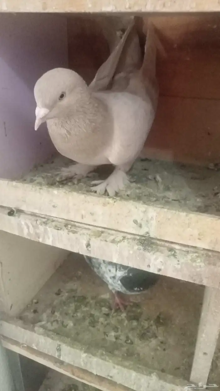 للبيع زوج تركي نادر 7