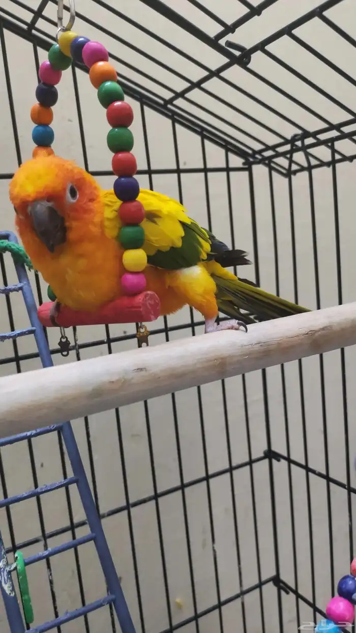 طير صن كنيور ذكر العمر سنه واربعه شهور 1