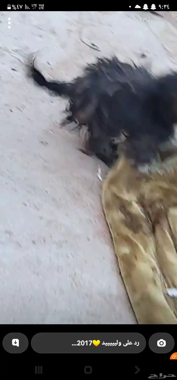 لتبني كلاب مالتيزر 0