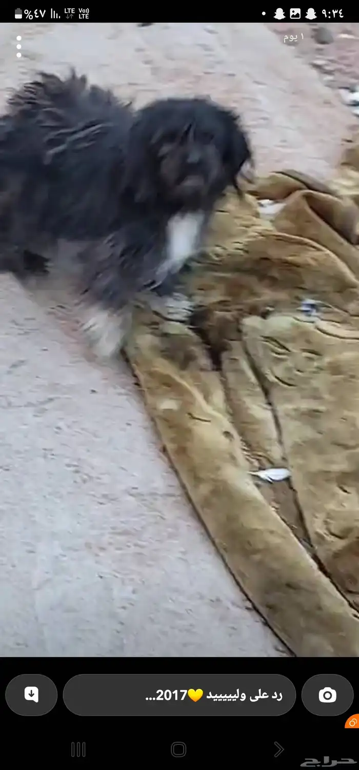 لتبني كلاب مالتيزر 1