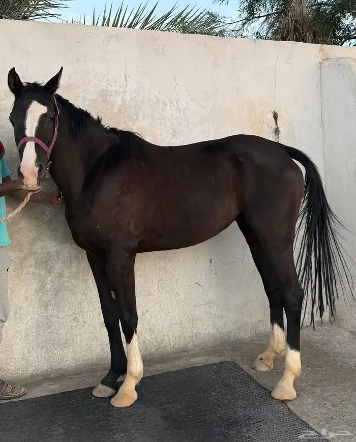 فرس دهماء محجلة ثلاث طلق اليمين 2