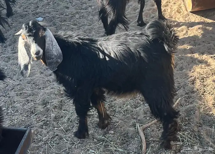 تيس توم عمره من 8 الا 9 شهور احو اذرئ 1