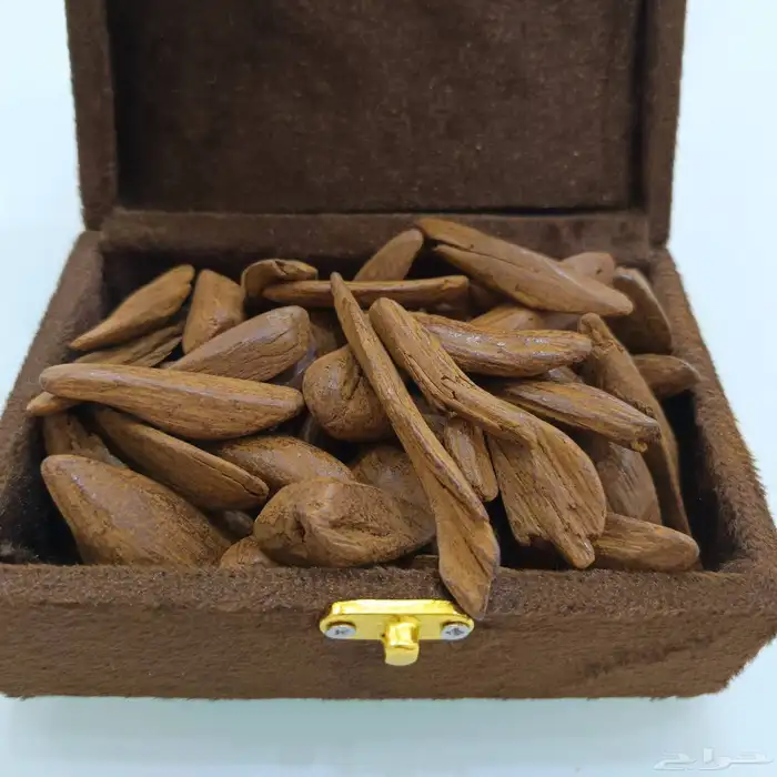 عود مروكي محسن فاخر 1