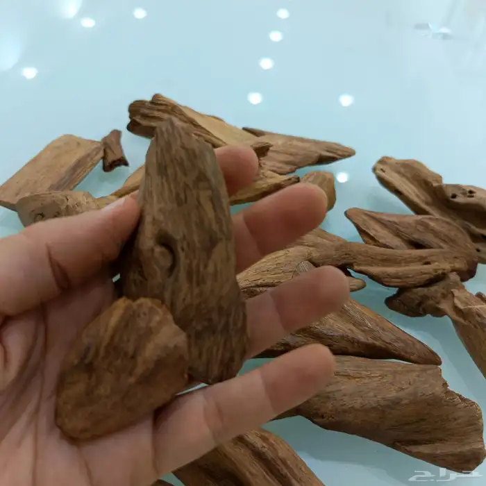 عود مروكي طبيعي 2