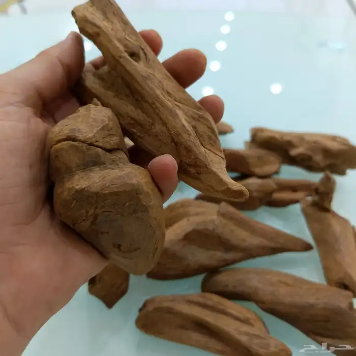 عود مروكي طبيعي 6