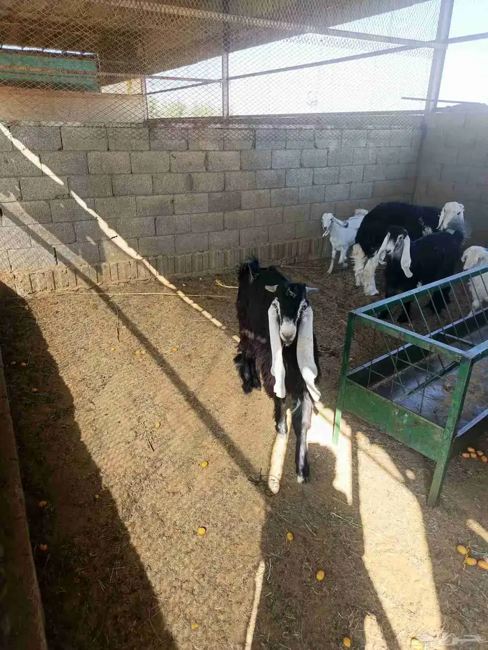 فحول عارضي وخروف نجدي 0