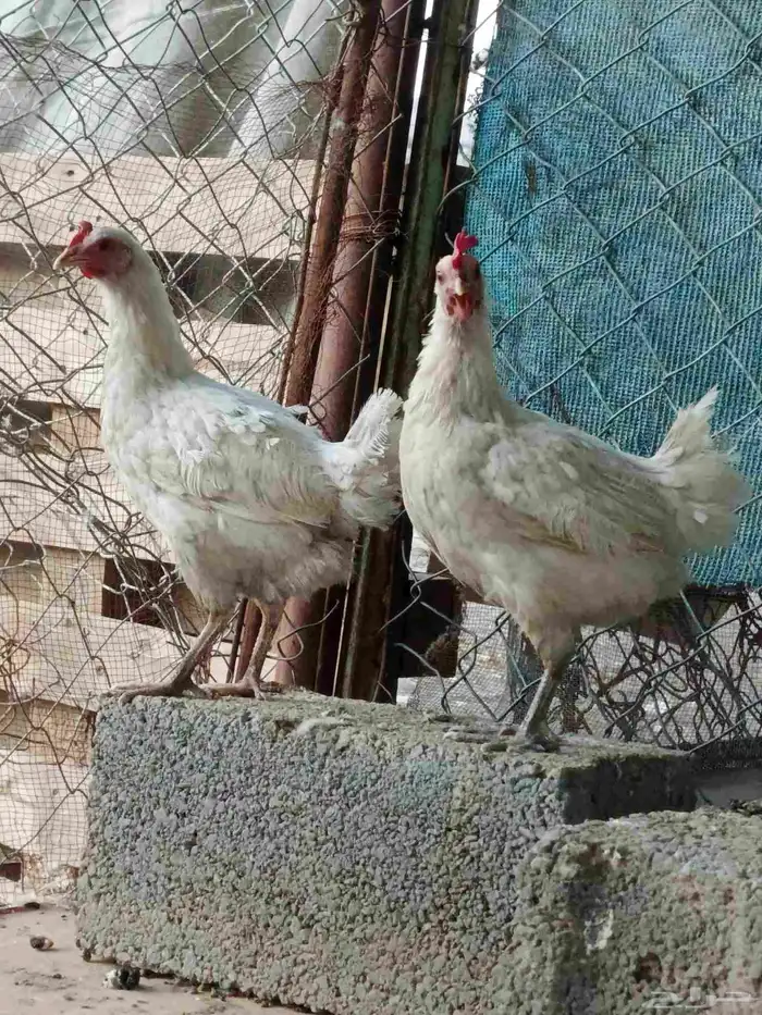 دجاح بلدي للبيع كفو 4