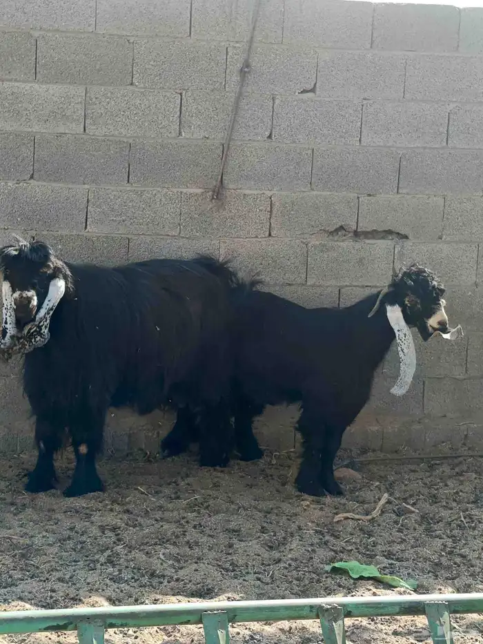 فحول عارضي وخروف نجدي 3